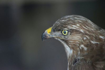 Close-up of eagle