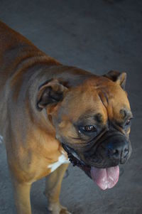 Close-up of a dog looking away