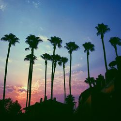 Palm trees at sunset