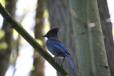 Close-up of bird perching on tree