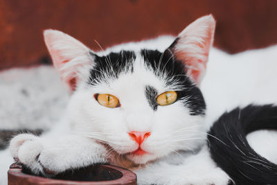 Close-up portrait of a cat