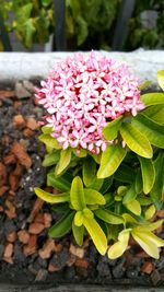 Close-up of pink flowers