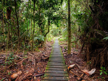 Boardwalk amidst trees in forest