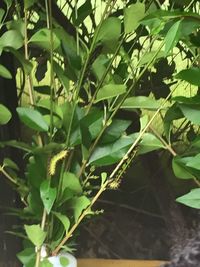 Close-up of plants