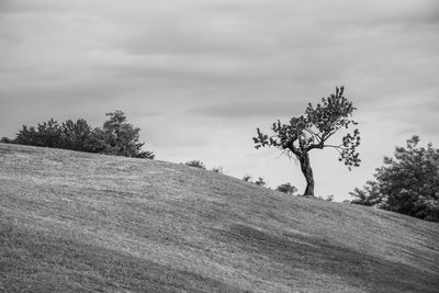 Trees on field against sky