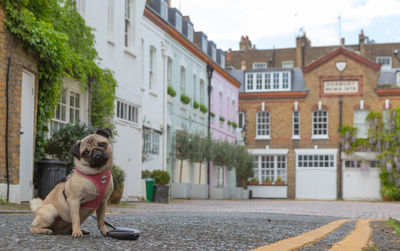 Portrait of a dog against residential buildings