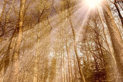 Low angle view of trees in forest against bright sun