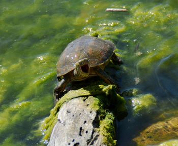 Close-up of turtle in water