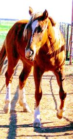 Close-up of horse against sky