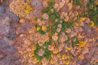 Full frame shot of plants and trees during autumn