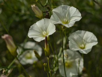 Close-up of flowers blooming outdoors