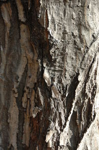 Full frame shot of tree trunk