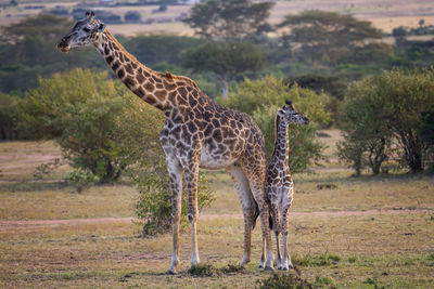 Giraffe standing on field