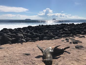 Sea lion on shore at beach against sky