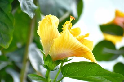 Close-up of yellow flowering plant