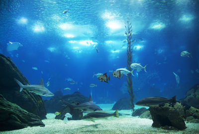 Fish swimming in aquarium