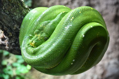 Close-up of green lizard