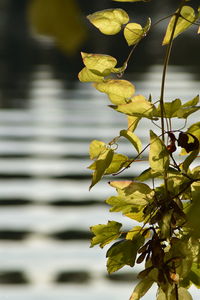 Close-up of yellow flowering plant