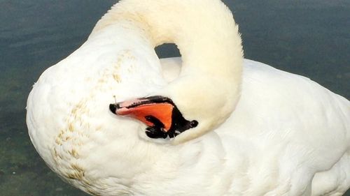 Close-up of white background
