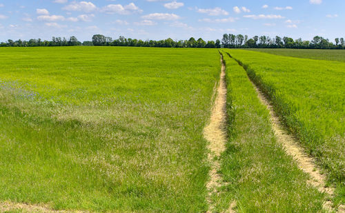 Scenic view of agricultural field against sky