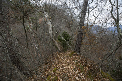 Plants growing on land in forest