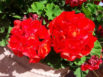 Close-up of red rose