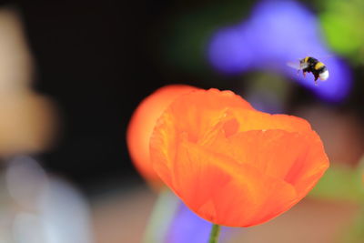 Close-up of bee pollinating on flower