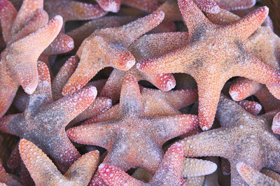 Many starfish for tourists and travelers as souvenirs or as healthy sea food from fishing