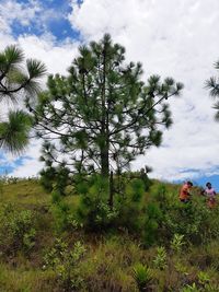 Trees on field against sky