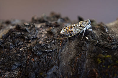 Close-up of insect on rock