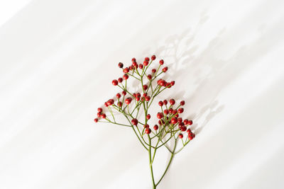 Low angle view of flower tree