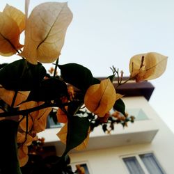 Low angle view of plant against sky