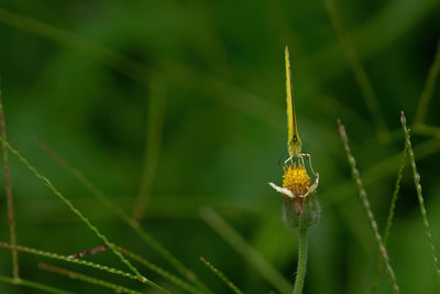 Close-up of insect on plant