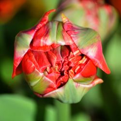 Close-up of red flowering plant