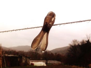 Clothes hanging on tree against sky
