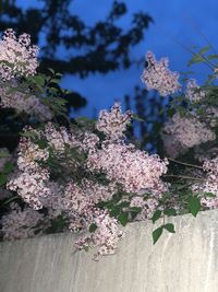 Close-up of cherry blossom tree