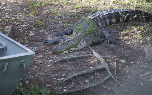 High angle view of crocodile on field