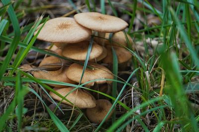 Close-up of mushrooms growing on field