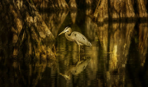 Gray heron in river at forest during sunset