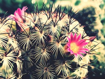 Close-up of flowers blooming outdoors