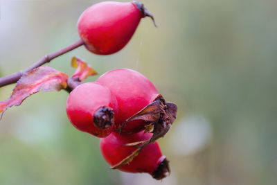 Close-up of rose hips growing on plant