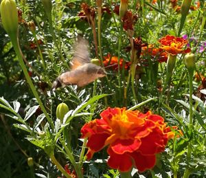 Bird flying over field