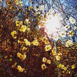 Close-up of yellow flowers on tree