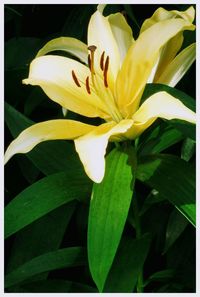 Close-up of day lily blooming outdoors