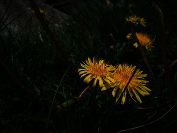 Close-up of yellow flowers blooming at night