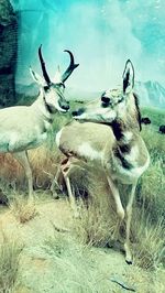 Deer on snow against sky