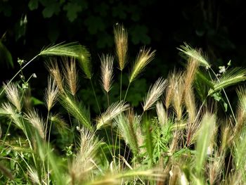 Close-up of stalks in field