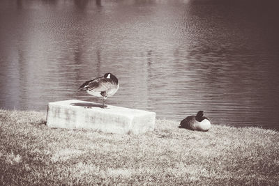 Ducks swimming in lake