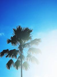 Low angle view of coconut palm tree against clear blue sky