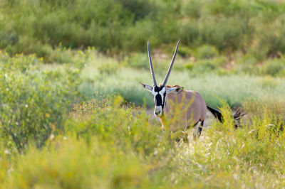 Deer in a field